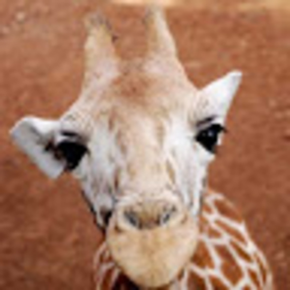 Meet your Posher, Stephanie - Picture 1 of 1